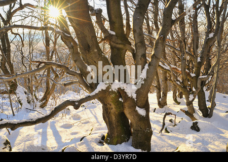 Forêt de hêtres en hiver au coucher du soleil, Kreuzberg, Rhon Mountains, Bavière, Allemagne Banque D'Images