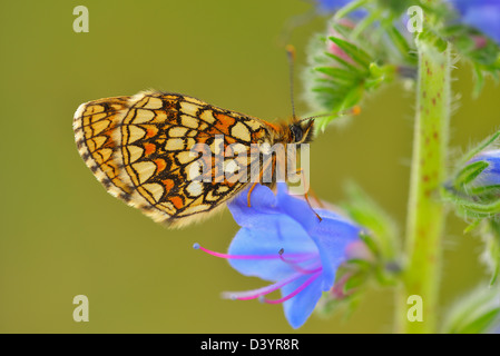 Heath Fritillary sur Blueweed Blossom, Karlstadt, Franconia, Bavaria, Germany Banque D'Images