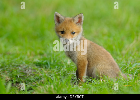 Red Fox Kit, Hesse, Allemagne Banque D'Images