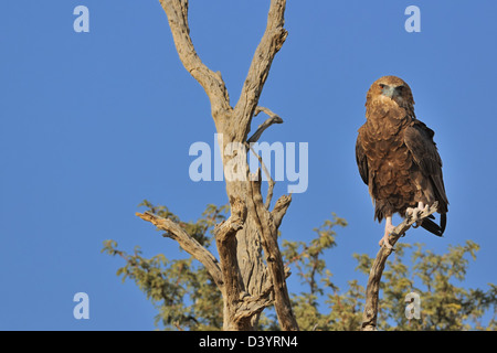 Aigle Bateleur (Terathopius ecaudatus), juvénile, en haut d'un arbre, Kgalagadi Transfrontier Park, Northern Cape, Afrique du Sud, l'Afrique Banque D'Images