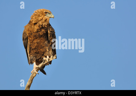 Aigle Bateleur (Terathopius ecaudatus), juvénile, en haut d'un arbre, Kgalagadi Transfrontier Park, Northern Cape, Afrique du Sud, l'Afrique Banque D'Images