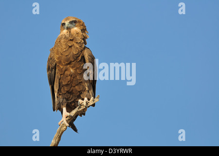 Aigle Bateleur (Terathopius ecaudatus), juvénile, en haut d'un arbre, Kgalagadi Transfrontier Park, Northern Cape, Afrique du Sud, l'Afrique Banque D'Images