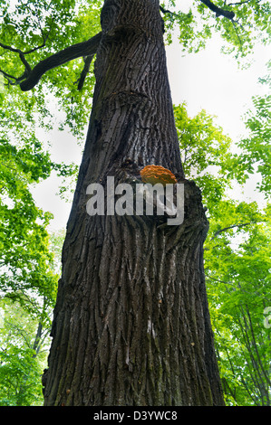 L'arbre dans le parc avec des champignons sur le tronc de bois Banque D'Images