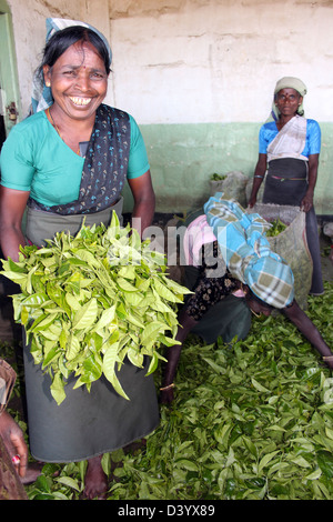 Plateau Smiling Worker Holding bouquet de feuilles de thé fraîchement cueillies Banque D'Images