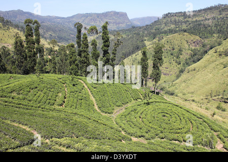 Des modèles dans une plantation de thé, Sri Lanka Banque D'Images