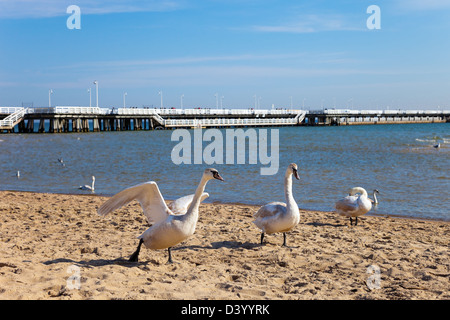 La plage de Sopot et de cygnes, la Pologne. Banque D'Images
