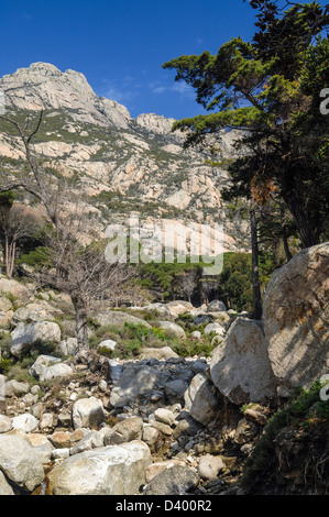 L'Italie l'île de Montecristo Parc National de l'Archipel Toscan Torrent Banque D'Images