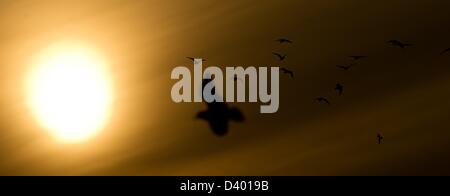 Des oiseaux volent au-delà du coucher de soleil sur le lac Inner Alster à Hambourg, Allemagne, 27 février 2013. Photo : Sven Hoppe Banque D'Images