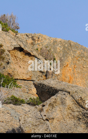 Italie Toscane Arcipelago Toscano Montecristo Island Le Faucon pèlerin (Falco peregrinus) Banque D'Images