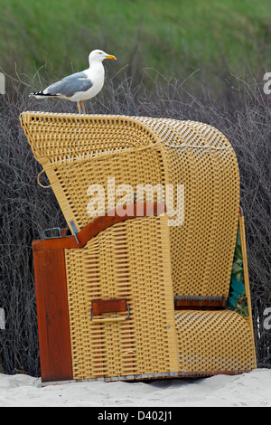 European Herring Gull (Larus argentatus) sur chaise de plage en osier couvert le long de la côte de la mer du Nord Banque D'Images