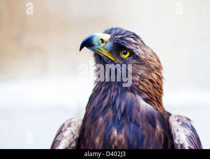 Portrait d'un aigle royal. Banque D'Images