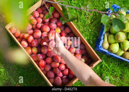 Vue de dessus de quelqu'un de placer les prunes fraîchement cueillis dans une caisse en bois. Banque D'Images