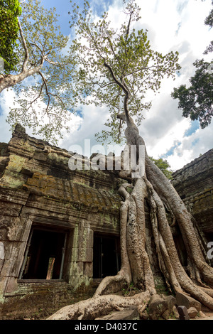 Banyan Tree roots sur Ta Phrom temple, Angkor, Cambodge Banque D'Images