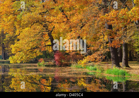 Eiche im Herbst - Arbre de chêne à l'automne 03 Banque D'Images