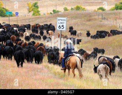 Les bovins du troupeau Cowboy avec vitesse, Roundup bovins, les bovins pour les pâturages d'hiver, le bétail de pâturage d'été, Wrangler, bovins,troupeau, Banque D'Images