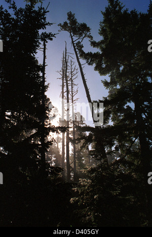 Sapins de Douglas avec la lumière du soleil brillant à travers la forêt de l'Oregon, forêt, forêt,bois,skyline du Nord-Ouest du Pacifique, Banque D'Images