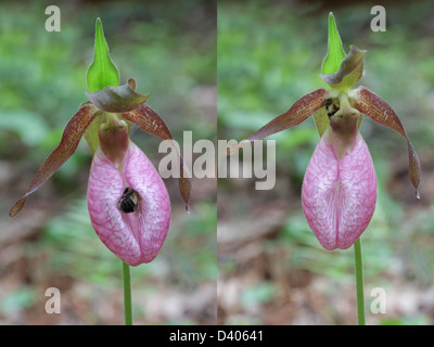 Simulation de la pollinisation de la pink lady's slipper orchid (Cypripedium acaule) par un bourdon. Banque D'Images