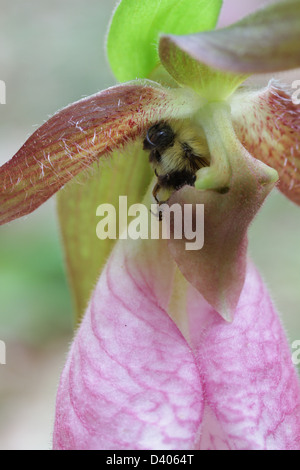 Simulation de la pollinisation de la pink lady's slipper orchid (Cypripedium acaule) par un bourdon. Banque D'Images