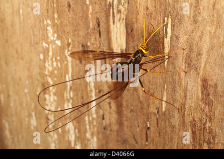 Une guêpe mouche ichneumon géant femelle (Megarhyssa atrata) retire son ovipositeur après avoir pondu un oeuf à l'intérieur d'un tronc d'arbre. Banque D'Images