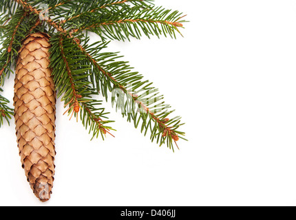 Cône de pin et sapin de Noël vert sur fond blanc Banque D'Images