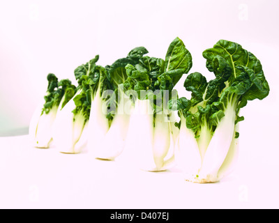 Bunch of fresh baby bok choy, Brassica rapa chinensis, isolé sur fond blanc Banque D'Images