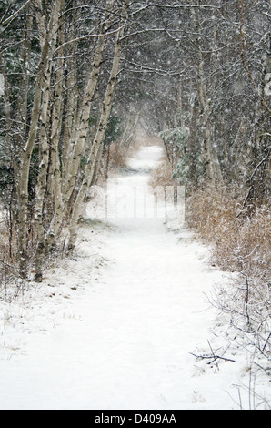 Chutes de neige sur une rangée de bouleaux ; chemin de randonnée Chemin Jesup, l'Acadia National Park, Maine. Banque D'Images