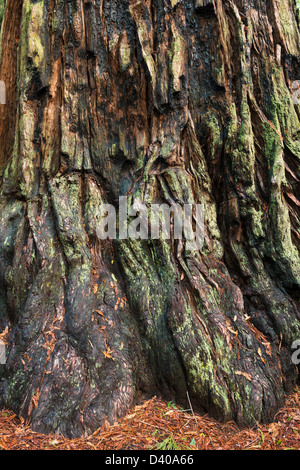 REDWOOD À BIG BASIN REDWOODS STATE PARK Banque D'Images