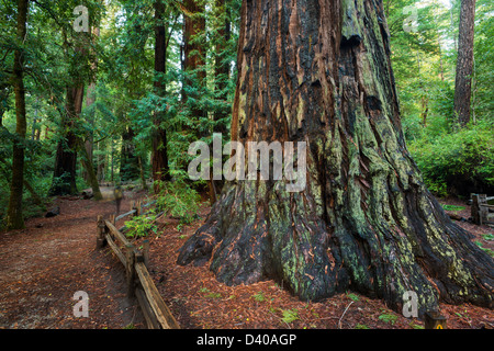 REDWOOD À BIG BASIN REDWOODS STATE PARK Banque D'Images