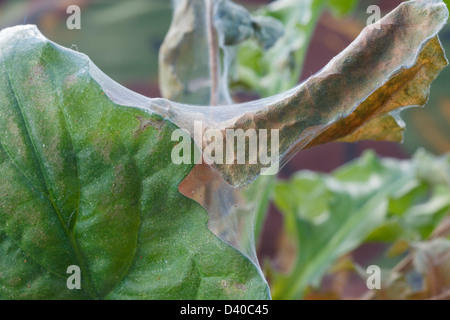 Red (Tetranychus urticae) infestation sur les feuilles d'une plante de géranium. Banque D'Images