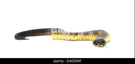 Notechis scutatus Tiger snake, photographié dans un studio Banque D'Images