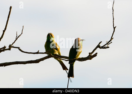 Une paire de Little Green Bee eaters reposant sur un arbre. Banque D'Images