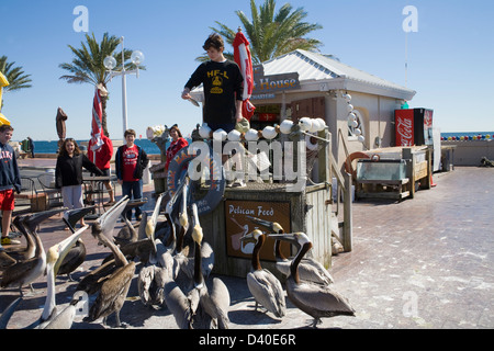 St Petersburg Florida USA Jeune garçon Nourrissant poisson acheté au quai Bait House pour regrouper le pélican brun avec de jeunes gens à l'écoute sur Banque D'Images