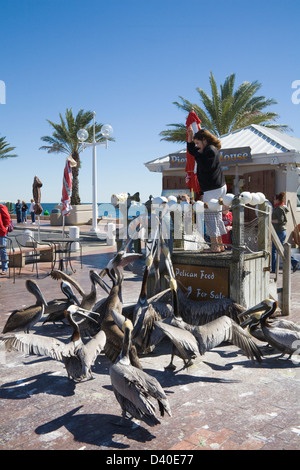 St Petersburg Florida USA Jeune fille Nourrissant poisson acheté au quai Bait House group Le Pélican brun avec de jeunes gens à l'écoute sur Banque D'Images