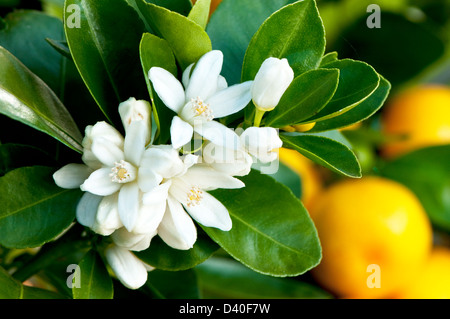 Orange fleurs parfumées, calamondin x citrofortunella microcarpa Banque D'Images