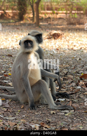 Langurs gris indien ou langurs Hanuman Banque D'Images