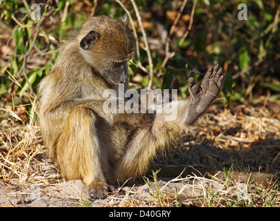 Papio cynocephalus ; savanna babouin, Chobe, Botsuana Banque D'Images