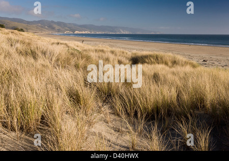 Sand dunes in Drakes Estero, central California coast, États-Unis. Banque D'Images