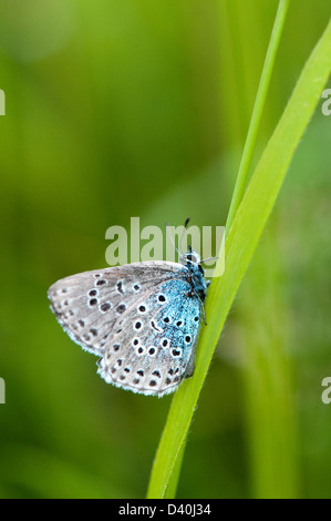Grand papillon bleu, Maculinea arion Banque D'Images