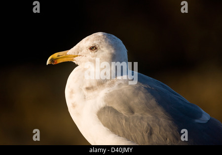 Western Gull (Larus occidentalis) en hiver, close-up, au nord de la côte de la Californie, USA Banque D'Images