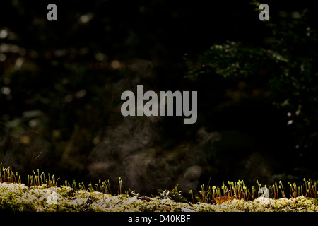 Moss parapluie (acanthoneurone Leucolepis) montrant la vapeur dans des capsules de spores Morning sun, Redwood Forest en Californie, USA Banque D'Images