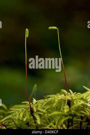 Palmier moss (acanthoneurone Leucolepis) montrant les capsules de spores, close-up, California, USA Banque D'Images