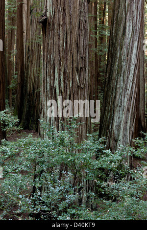 Redwood Coast Forest dans le Rockefeller Center, Humboldt Redwoods State Park, Avenue des Géants, California, USA Banque D'Images