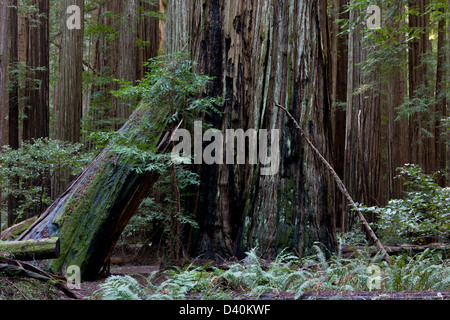 Redwood Coast Forest dans le Rockefeller Center, Humboldt Redwoods State Park, Avenue des Géants, California, USA Banque D'Images