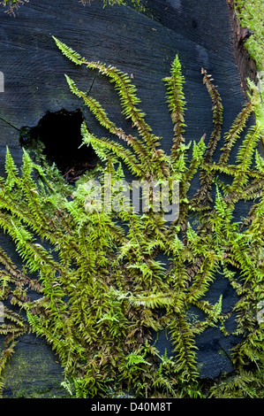 Moss sur cut tombé bois rouge log, Humboldt Redwoods State Park, Avenue des Géants, au nord de la Californie, USA. Banque D'Images