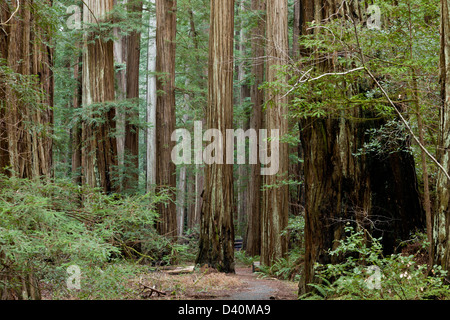 Redwood Coast Forest dans le Rockefeller Center, Humboldt Redwoods State Park, Avenue des Géants, California, USA Banque D'Images