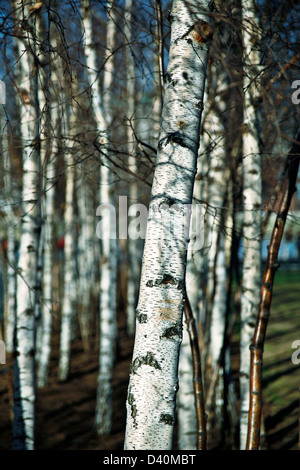 Silver Birch arbres hors Tate modern gallery Southbank London England Banque D'Images