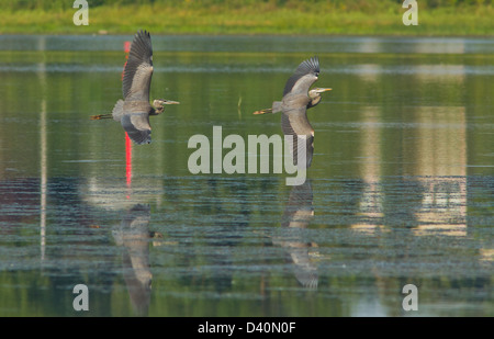 Le Grand Héron (Ardea herodias) en vol au dessus de la rivière d'automne. Banque D'Images