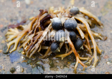 Un bouquet d'escargots (bigorneau Littorina littorea) manger un bouquet d'algues, Ship Harbour Trail, l'Acadia National Park, Maine. Banque D'Images