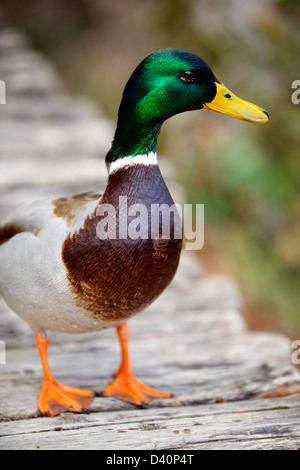 Gros plan d'un mâle canard colvert, prises dans le parc national des Lacs de Plitvice, Plitvice, Croatie, Europe Banque D'Images