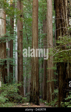 Redwood Coast Forest dans le Rockefeller Center, Humboldt Redwoods State Park, Avenue des Géants, California, USA Banque D'Images